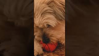 Dog interaction and 🐶 barking sounds 9kviral​shorts​ [upl. by Elocaj876]