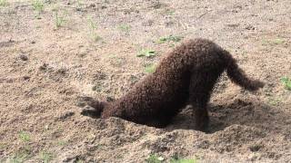 Lagotto Romagnolo Fungo kaivaa kuopan [upl. by Alletneuq]