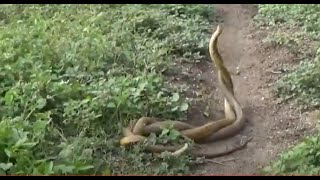 Snake Having Sex  Snakes Mating  Snakes reproduction [upl. by Dareen]