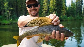 Fishing for Arctic Grayling in Alaska  Summer Boating Delta Clearwater River [upl. by Dorrehs449]