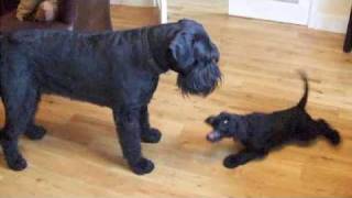 My New Giant Schnauzer Puppy Plays With Arnie [upl. by Minton]