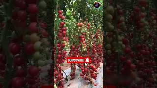 Cherry Tomato Cultivation in China 🇨🇳😱1080P [upl. by Nnyled391]