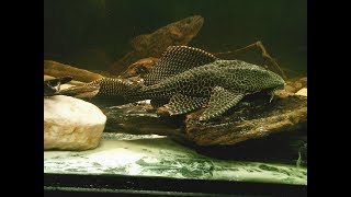 Cascudo Gibbiceps Vela Leopardo Devorando filé de peixe [upl. by Gottlieb]