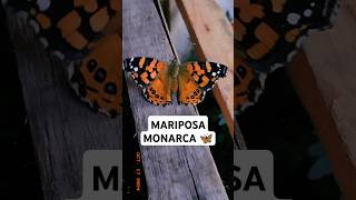 🦋Mariposa monarca de visita 😍 mariposamonarca mariposas asclepius flores succulents jardin [upl. by Keefer]