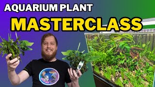 Be successful start your aquarium plants right All the things you should do to prep your plants [upl. by Steinberg811]