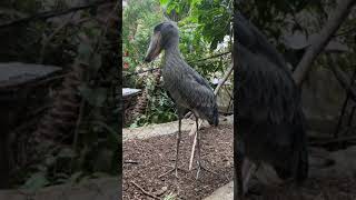 The Shoe Bill Stork a reallife hippogriff at the Dallas World Aquarium [upl. by Barcus]