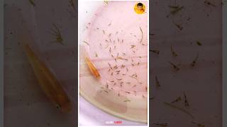 First Time In தமிழ்  Molly Fish Laying 85 Frys is 1Sce 💥🤩 [upl. by Brandise522]