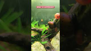 What Is Happening With My Nerite Snail 🤣 🐌 shorts [upl. by Tymes]