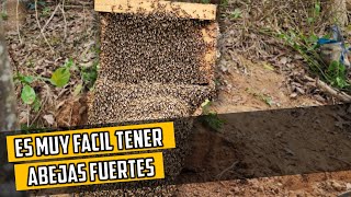 El Secreto para tener Abejas Sanas y Fuertes  Nutrición para las abejas 🐝 [upl. by Lakim]