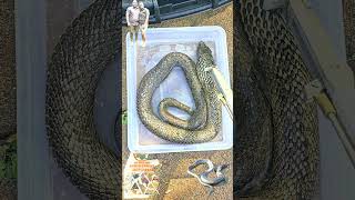 Basking amp soaking Rinkhals Spitting Snake shortsvideo shots reptiles shorts wildlife snake [upl. by Jourdain]