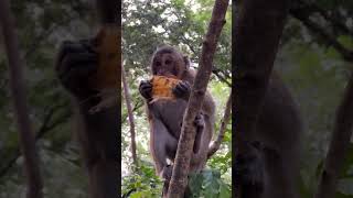 OMG So goodness my sweet mango adorablewildlife babymonkey animals monkeyantics babymonkeys [upl. by Nevetse]