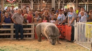 Big Animals  Iowa State Fair 2015 [upl. by Aivan]