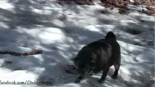 Chubbs the Wampug playing in the snow out of costume [upl. by Shaefer]