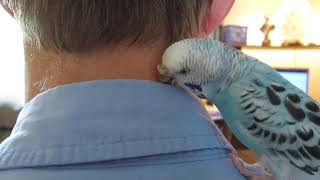 My Parakeet Clarabelle Preens My Dad [upl. by Esikram309]