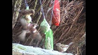 Video 27 Hongerige vogels in de winter [upl. by Lordan]