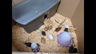 Easy DIY Portable Brooder for Chicks [upl. by Aniahs]