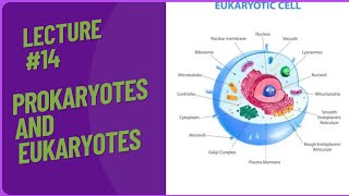 Prokaryotes  Eukaryotes  eukaryotic and prokayotic cell [upl. by Jezrdna96]