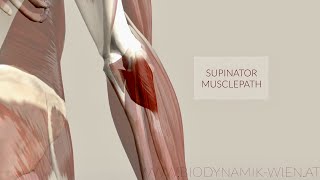 Supinator Muscle Musclepath Origin Insertion 3D Animation [upl. by Kenaz623]