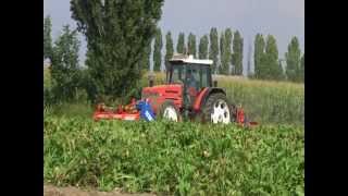 SUGAR BEET DEFOLIATOR  DEFOGLIATRICE PER BARBABIETOLEWMV [upl. by Fuchs]