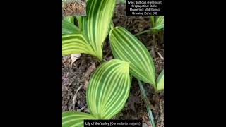 Bulbous Plants Series Haemanthus Convallaria Ornithogalum and Freesia Species [upl. by Marshall]