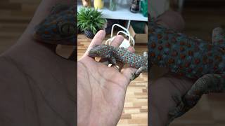 Được thả ra ngoài chơi gecko reptiles lizard animals iguana chipkali ตุ๊กแก pineapple8586 [upl. by Eskill]