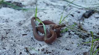 Juvenile Brown House Snake Boaedon capensis flicking its tongue in slow motion [upl. by Petrick]