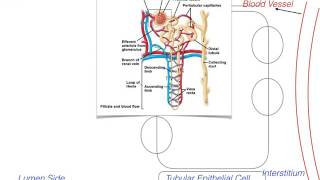 Reabsorption of ions at Proximal Convoluted Tubule Physiology Pumps Diuretic Drugs Part1 [upl. by Noirod]