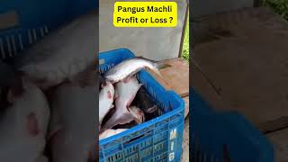 Pangus Fish farming Profit or Loss 😱🔥 Fish farming Busineess in India [upl. by Eeb]