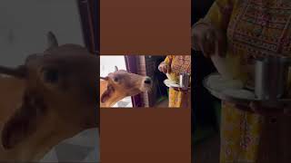 Jiske sar pe haat h maa ka youtubeshorts gaumaata cow animals gaumaa cowlover like subscribe [upl. by Loralie]