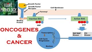 NEOPLASIA 2 HALLMARKS OF CANCER  Protooncogenes Oncogenes amp Oncoproteins [upl. by Burgener904]