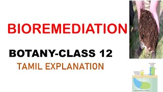 BioremediationBOTANYclass 12Tamil explanationTypes of Bioremediation [upl. by Ennaitsirk]