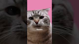 Why do cats dont taste sweetness  Unique Cat facts shortsvideo cat [upl. by Gaby101]