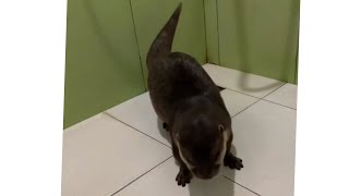 Otter Marson is so smart boy he knows exactly where to pee 🦦😁Cute Otter [upl. by Leander]