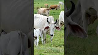 BEAUTIFUL BRAHMAN CATTLE KNOWN AS SACRED CATTLE shorts [upl. by Reltuc]