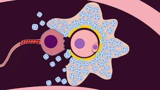 Fertilization  Quick Review by Dr Amna [upl. by Prakash523]