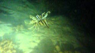 la nage du Lys de mer Comatule Crinoides [upl. by Domonic800]