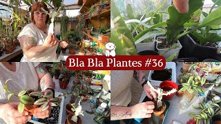 BLA BLA PLANTE 36🌿 Bouturage EUPHORBE LACTEA WHITE GHOST  Misère quadricolore  Update EPIPHYLUM😊 [upl. by Jaime]