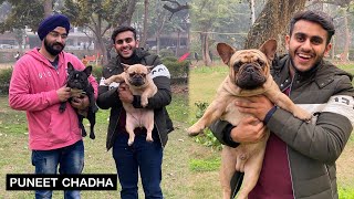 Indias best French BullDogs  PulkitVamp [upl. by Maryanna]