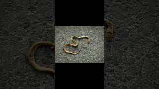 seeing a dead snake in a dream dreaminterpretation islamicvideo interpretationofdreams [upl. by Awe]