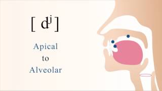 dʲ  voiced unaspirated palatalized apical alveolar stop [upl. by Billye]