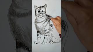 How to draw a cat art of cat realistic sketch of cat shorts cat [upl. by Delmar]