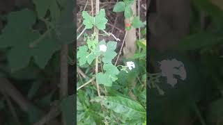 Trichosanthes dioica also known as pointed gourd is a tropical perennial cucurbit exoticplants [upl. by Ferneau]