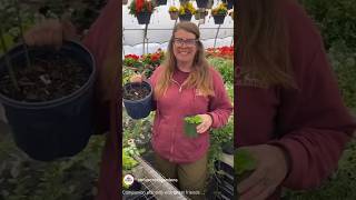 It’s companion planting time Watch to learn why Asparagus amp Strawberries make great garden friends [upl. by Loleta]