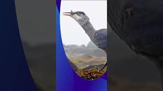 Fishing  Amazing Bird  Eating fish  Amazing  Incurable  🎣💥 [upl. by Auqenahs]