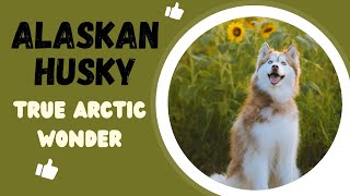 Alaskan Husky True Arctic Wonder [upl. by Pebrook]