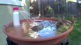 Lots of Lesser Goldfinches having a good ole time at the bird bath [upl. by Einhapets]