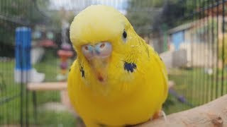 2 Hours of Budgie Best Friends  Mango and Chutney  Singing and Talking Sounds [upl. by Ayyidas96]