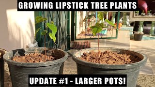 Growing Lipstick Tree Update 1  Larger Pots [upl. by Akina]