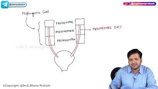 24 Urogenital Embryology Part 1 [upl. by Jacki228]