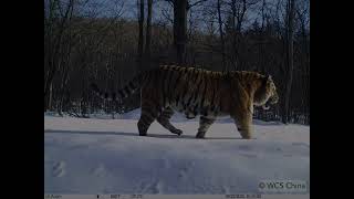 male Amur tiger T26 in winter and in summer [upl. by Neras16]